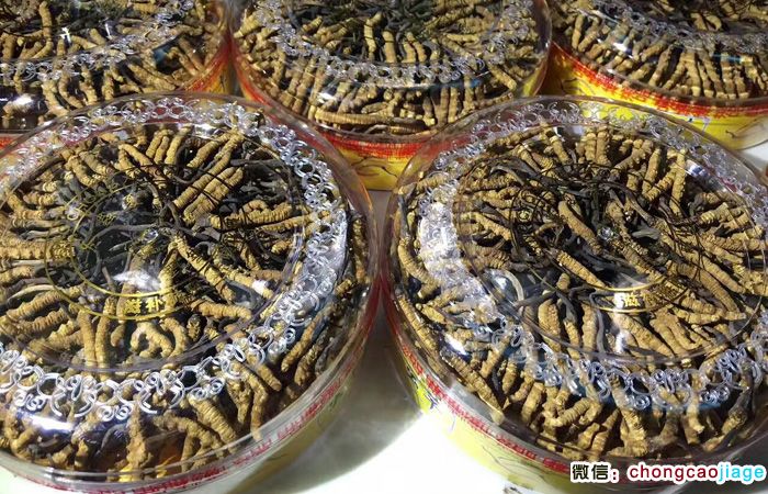 冬蟲夏草禮盒裝照片