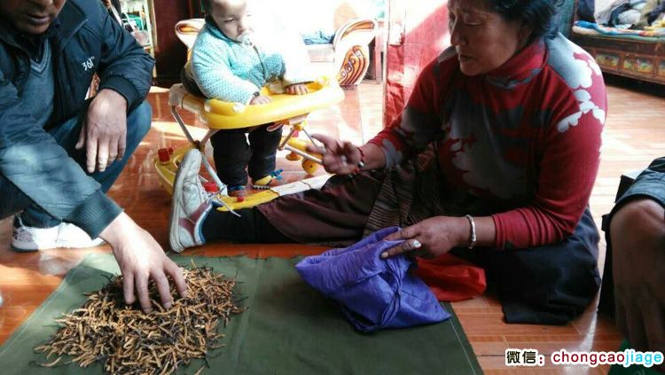 藏家冬蟲夏草交易