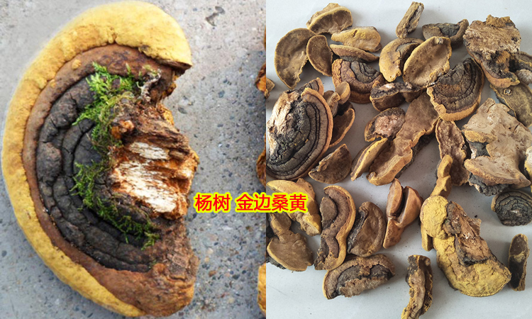 楊樹(shù)金邊桑黃圖片 楊樹(shù)金邊桑黃圖片