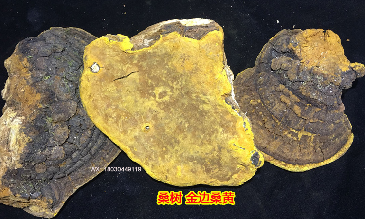 野生金邊桑樹(shù)桑黃圖片 野生金邊桑樹(shù)桑黃圖片