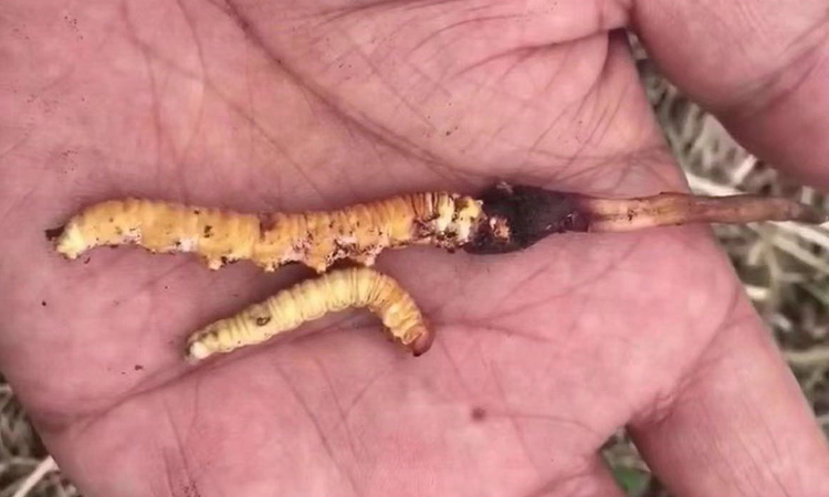 冬蟲夏草與活的冬蟲子對比圖