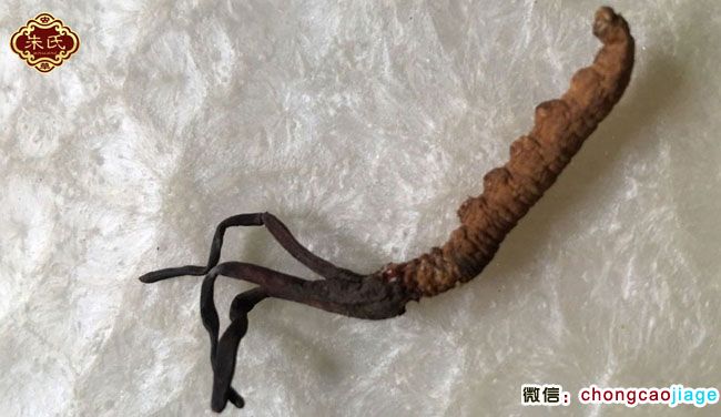 有3個子座的冬蟲夏草