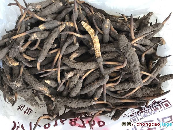 新鮮蟲草1條1克圖片
