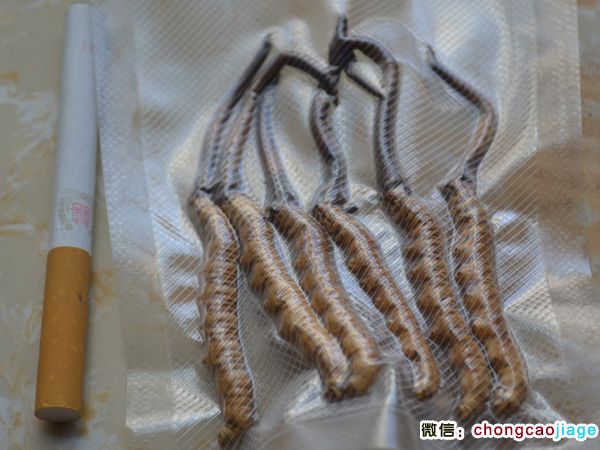 新鮮冬蟲夏草1條1克和香煙對比圖片