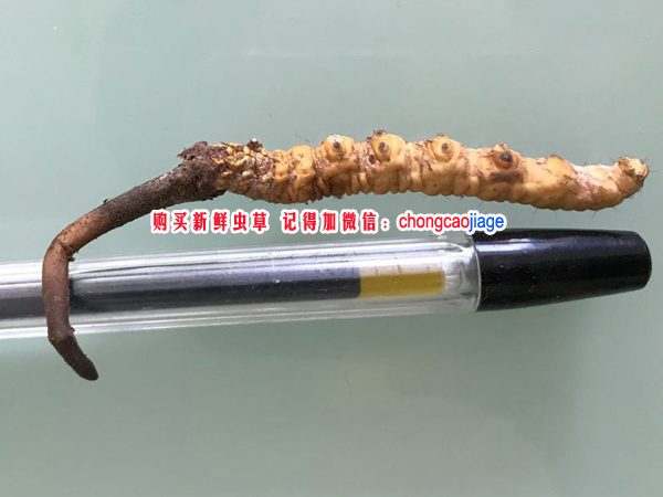 新鮮冬蟲夏草1根1克圖片