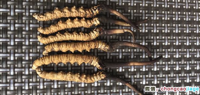 新鮮冬蟲夏草圖片