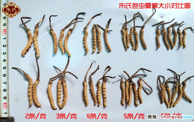 冬蟲(chóng)夏草分類區(qū)別圖片