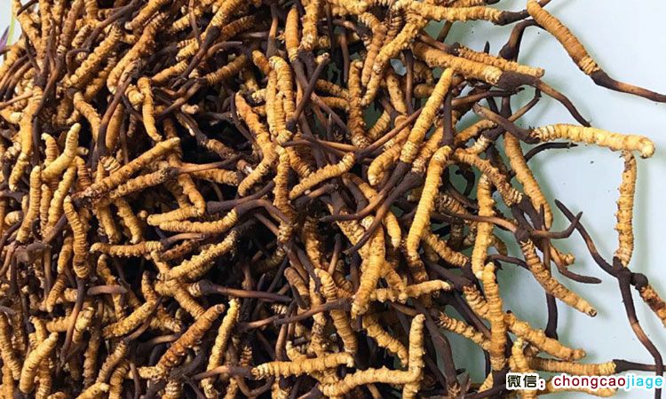 新鮮蟲草圖片 新鮮蟲草圖片