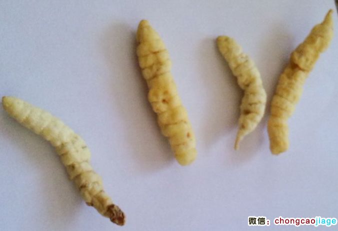 土蟲草圖片 土蟲草圖片