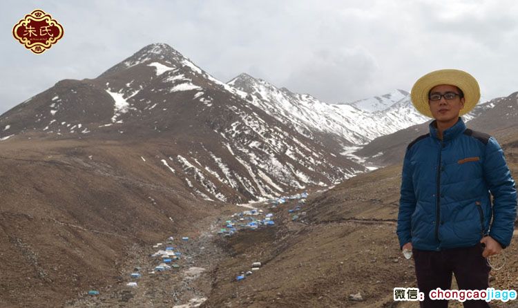 澤庫冬蟲夏草采挖營地圖片 澤庫冬蟲夏草采挖營地圖片