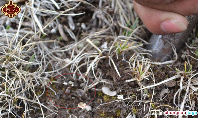 新鮮冬蟲夏草子座圖片 新鮮冬蟲夏草子座圖片