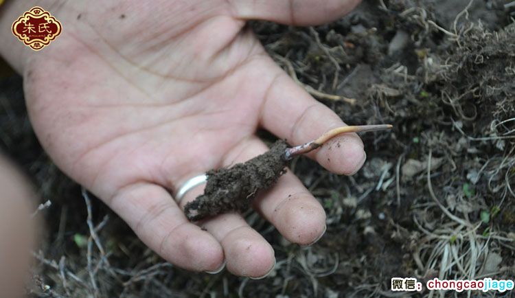 澤庫新鮮冬蟲夏草圖片 澤庫新鮮冬蟲夏草圖片