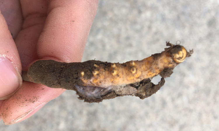 蟲草真菌菌絲體圖片