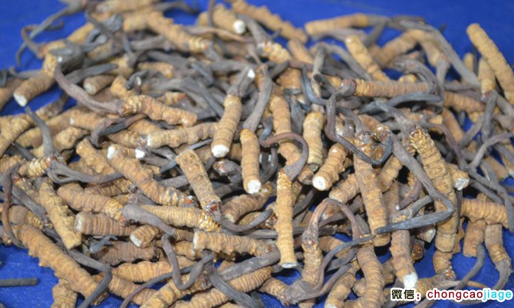冬蟲夏草斷草圖片