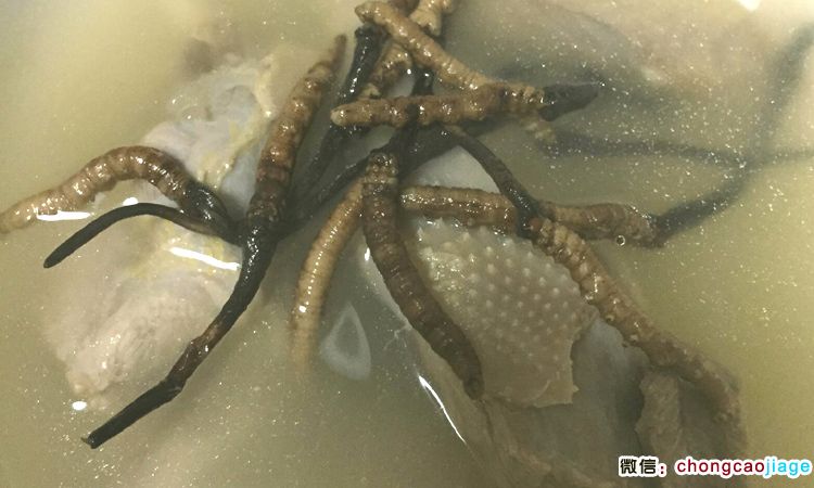 冬蟲夏草燉老鴨圖片