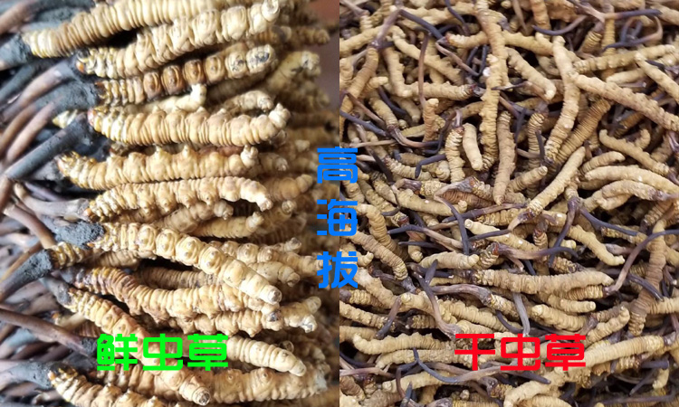 新鮮蟲草和干蟲草的區別圖