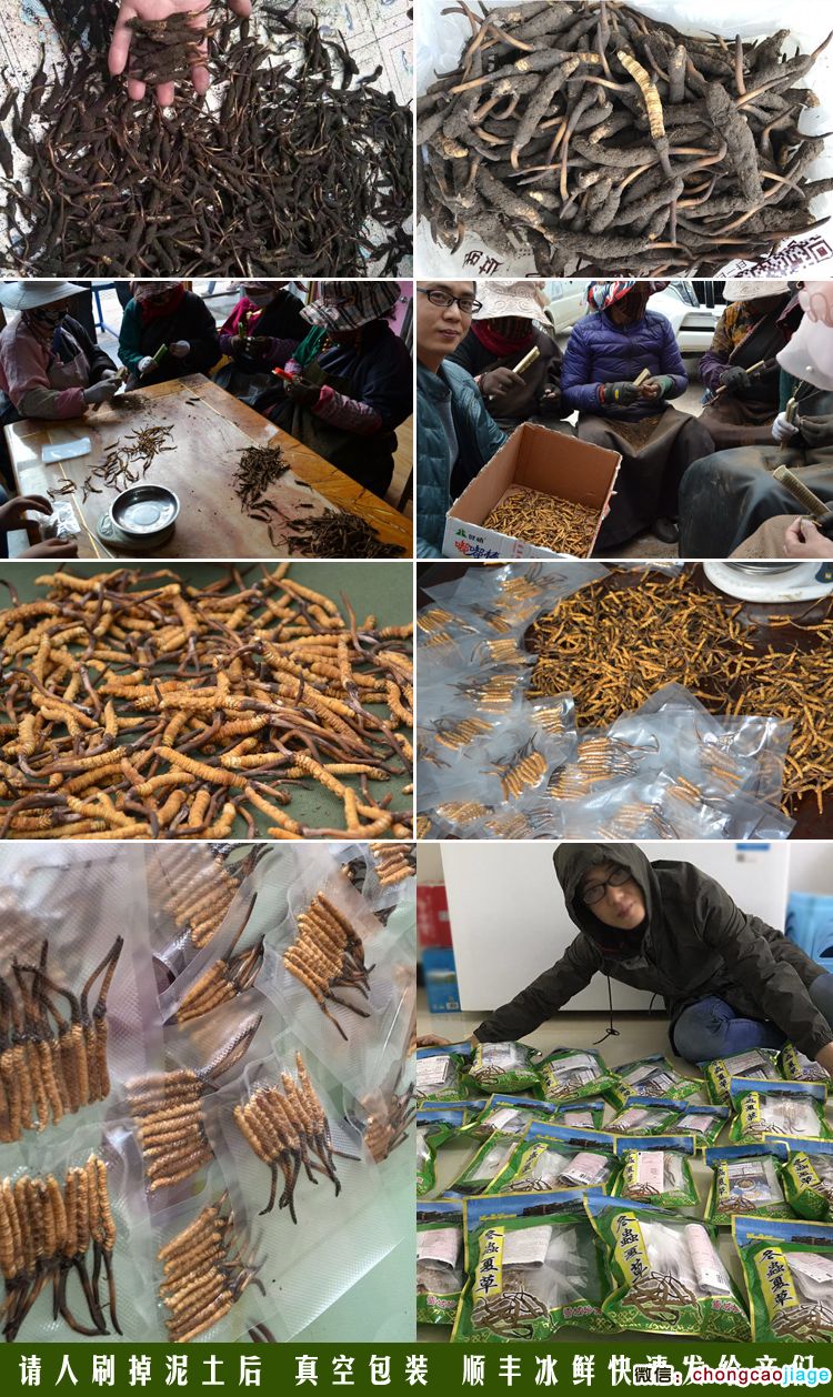 新鮮采挖的冬蟲夏草后期處理圖片