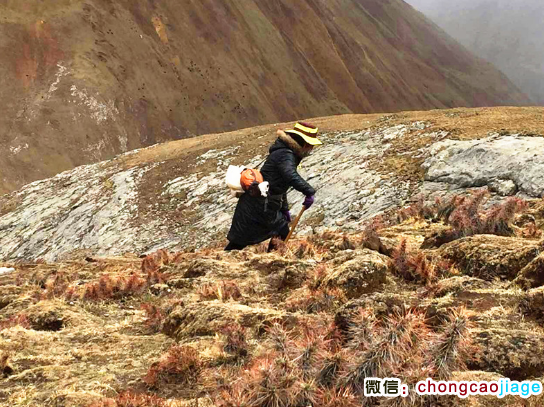 巴青蟲草采挖藏民圖片 巴青蟲草采挖藏民圖片