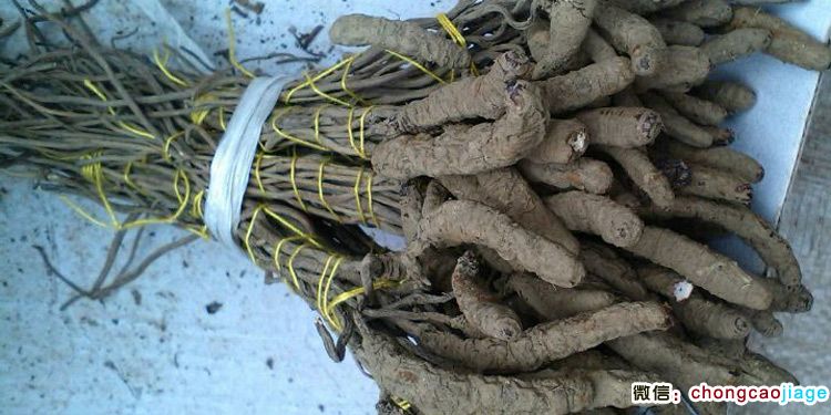 涼山蟲草圖片暨四川雷波蟲草圖片