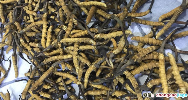 加查冬蟲夏草圖片