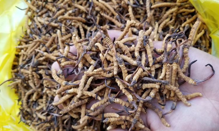 玉樹治多冬蟲夏草圖片