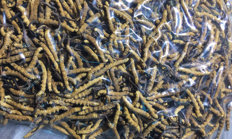 真空裝治多冬蟲夏草圖片