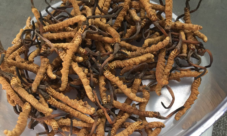 治多冬蟲夏草圖片