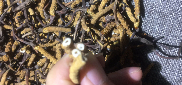 拔掉竹簽形成的空心斷草 拔掉竹簽形成的空心斷草