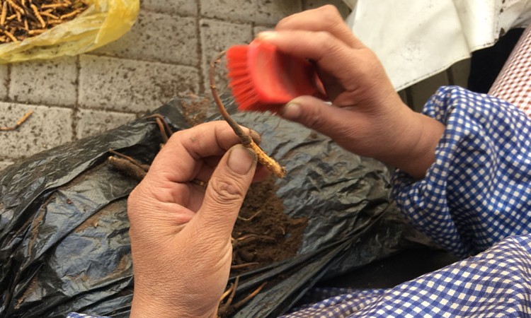 即將刷土完畢的蟲草