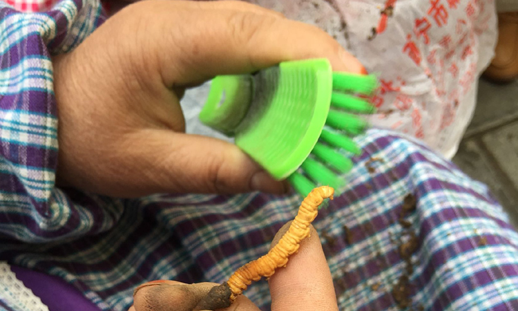 清理新鮮蟲草蟲體泥土