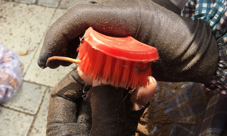 清理新鮮蟲草眼部泥土