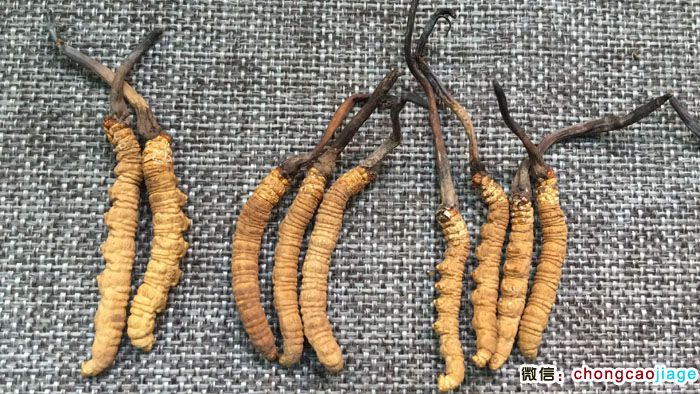 一克2條3條4條冬蟲夏草大小對比圖片 一克2條3條4條冬蟲夏草大小對比圖片