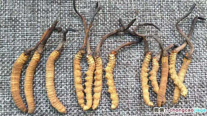 一克3條4條5條冬蟲夏草大小對比圖片