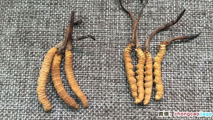 3條一克和4條一克冬蟲夏草大小對比圖片 3條一克和4條一克冬蟲夏草大小對比圖片