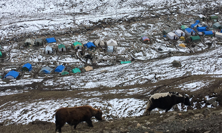蟲草營地附近的家畜