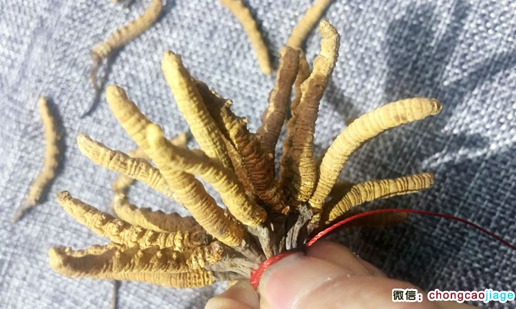 蟲草扎花添加蟲草過程圖片