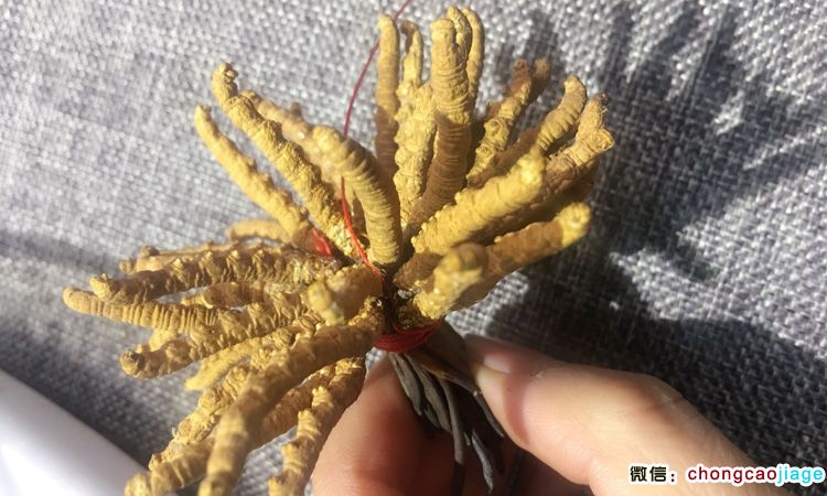 蟲草扎花穿線圖片