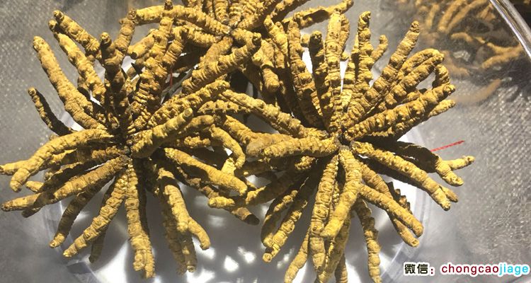 冬蟲夏草扎花圖片