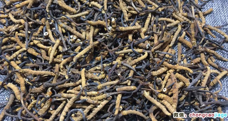 冬蟲夏草斷蟲草圖片