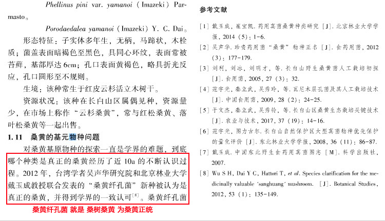 桑樹桑黃為正統桑黃