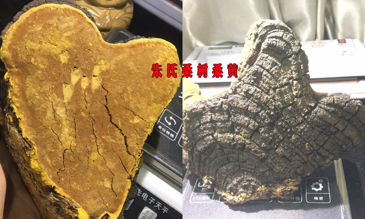 心形野生桑樹桑黃圖片