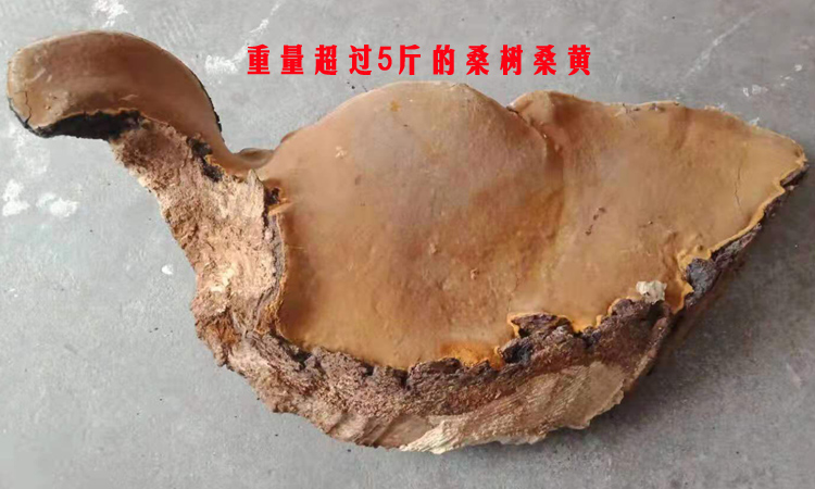 超過5斤的超大桑樹桑黃圖片