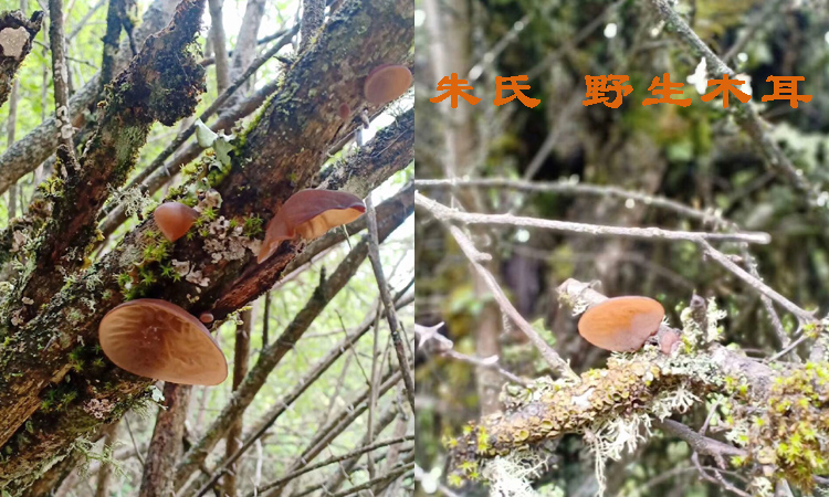 新鮮野生木耳圖片