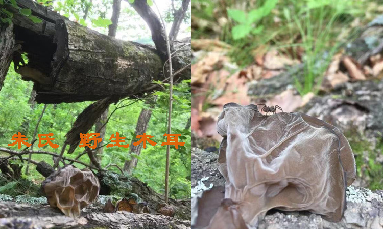 純野生木耳圖片