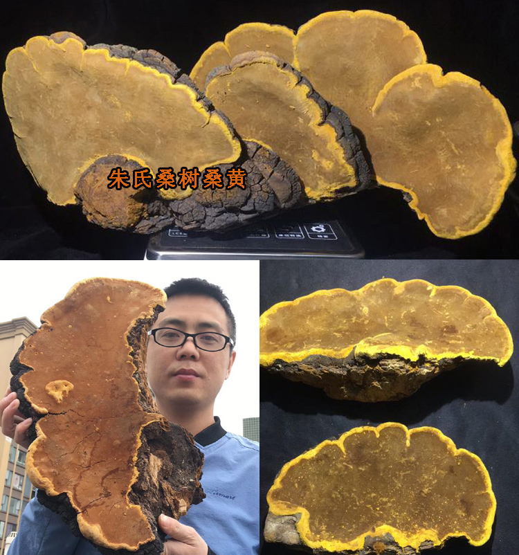 50年野生桑樹桑黃圖片