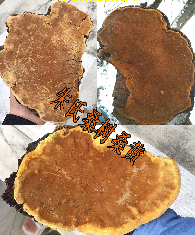 40年桑樹野生桑黃圖片