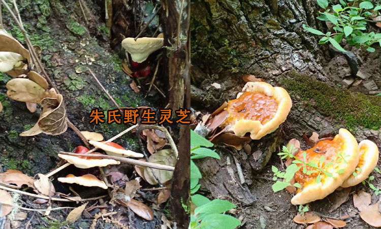 新鮮野生白心靈芝圖片 新鮮野生白心靈芝圖片