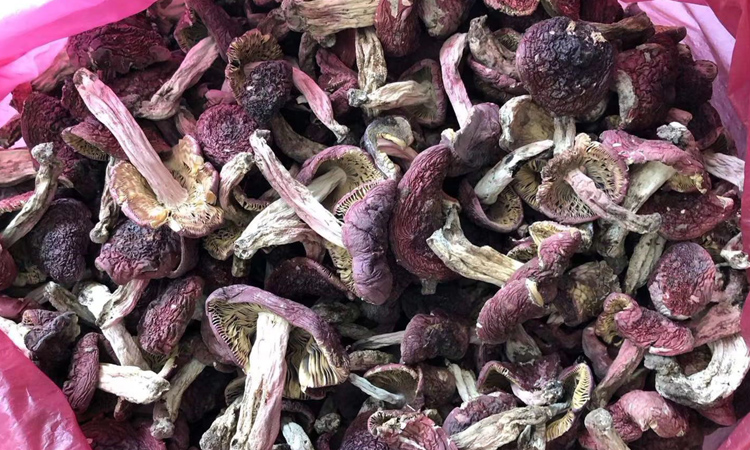 云南野生紅菇圖片 云南野生紅菇圖片