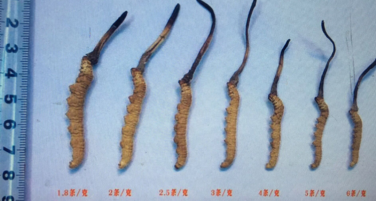 冬蟲夏草大小規(guī)格區(qū)別圖片