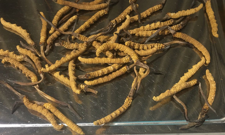 10克冬蟲(chóng)夏草圖片